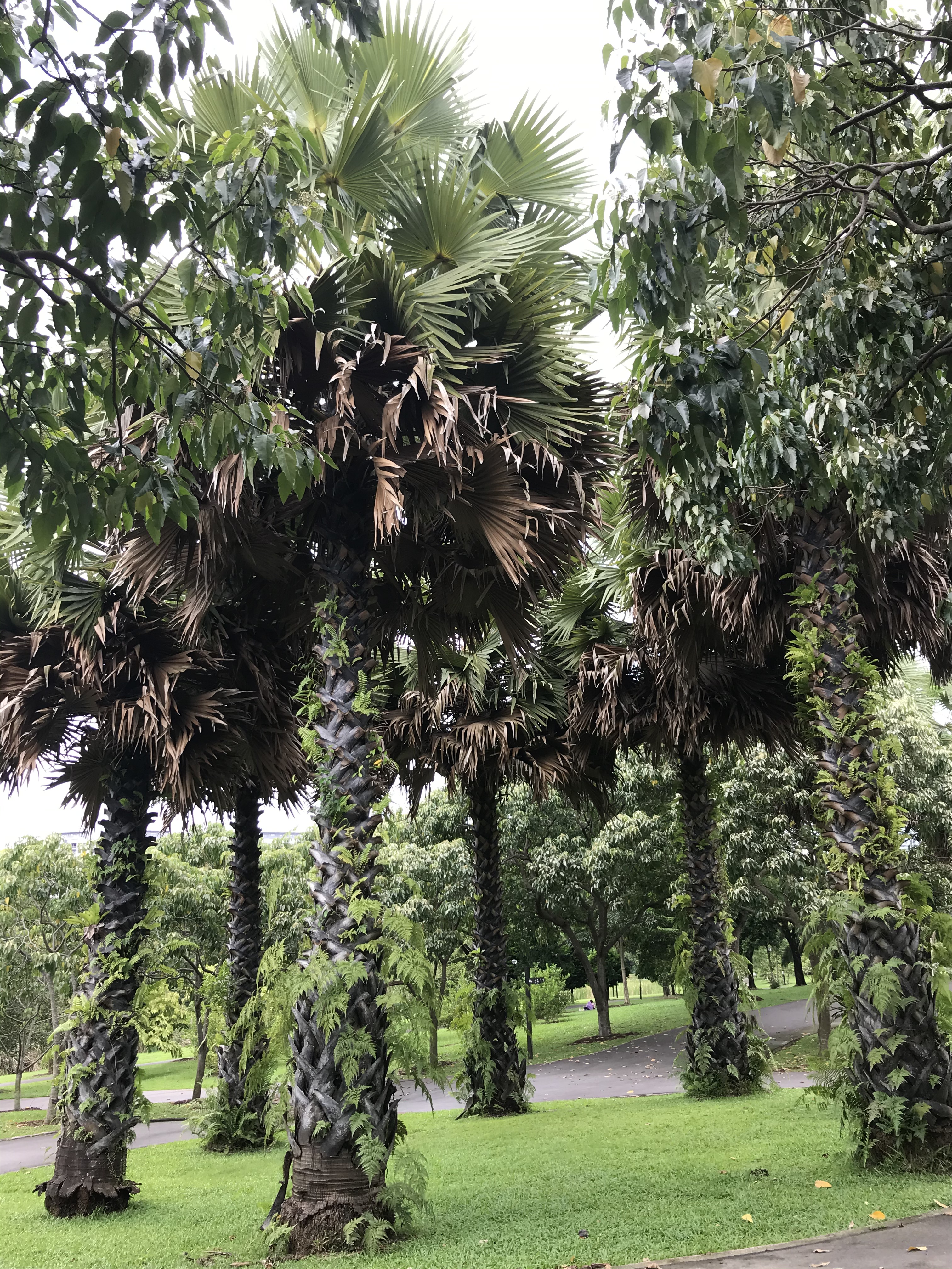 Sengkang Riverside Park