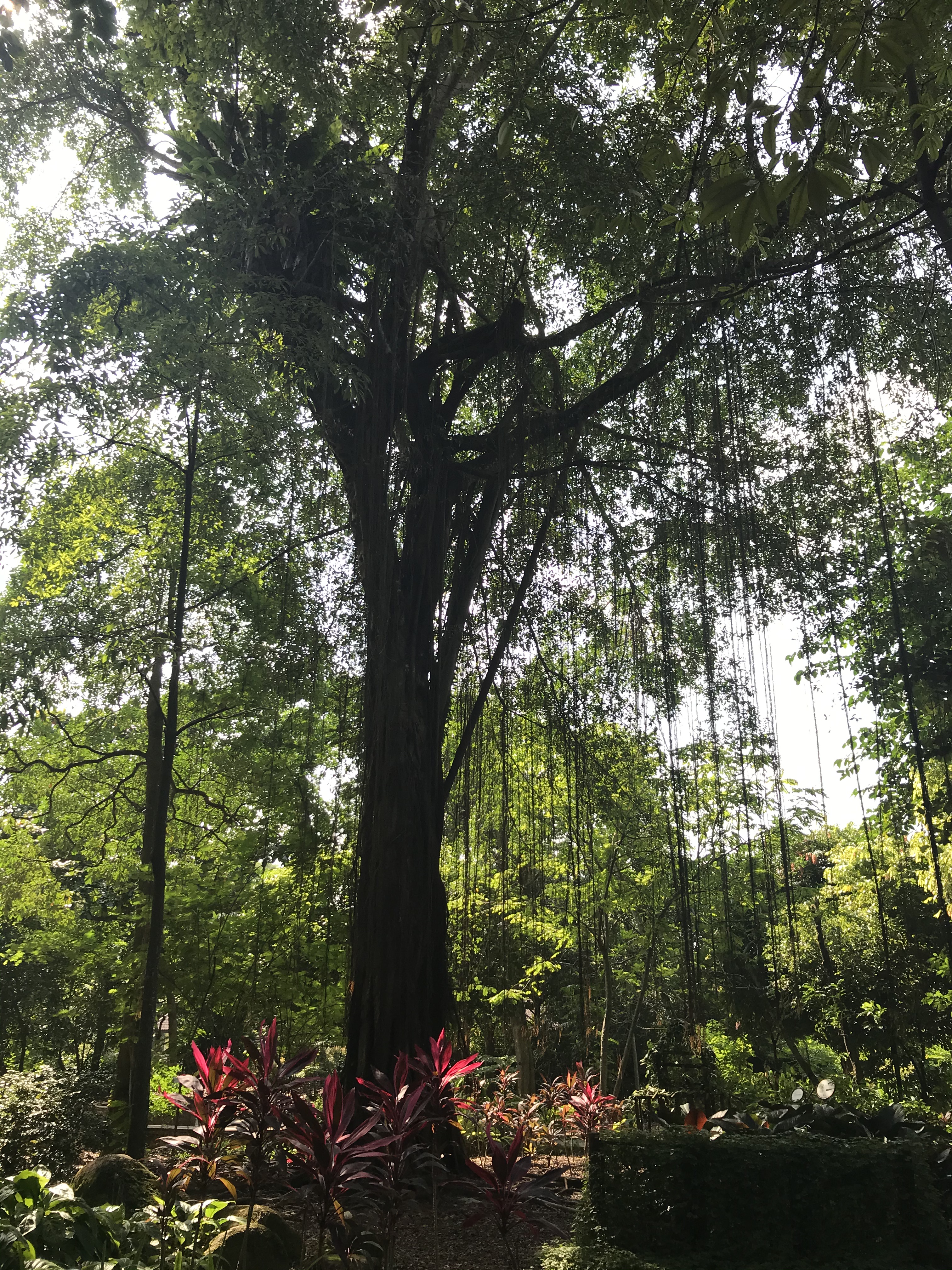 Healing Garden, Singapore Botanic Gardens
