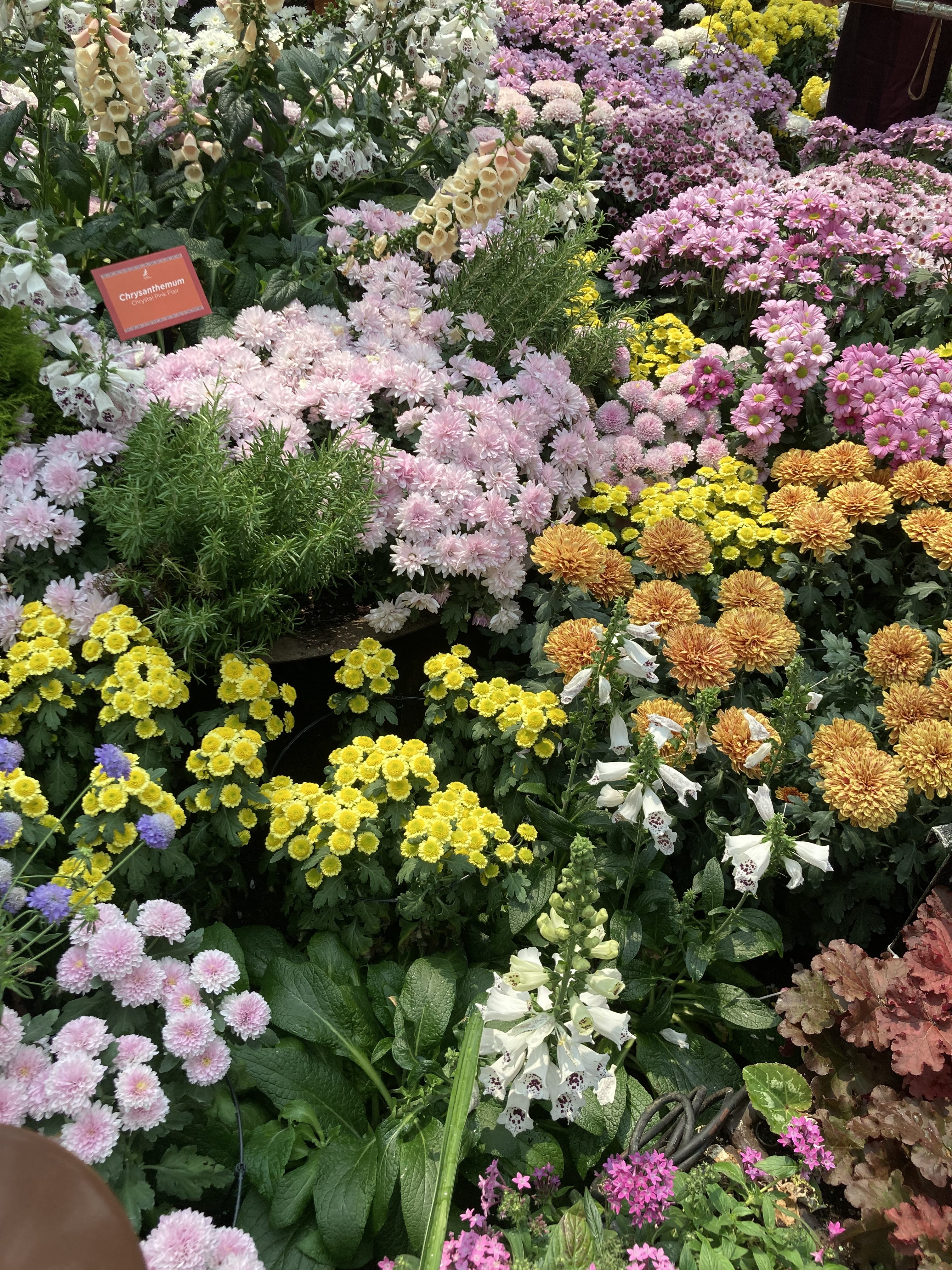 fast facts: what is bloomcore